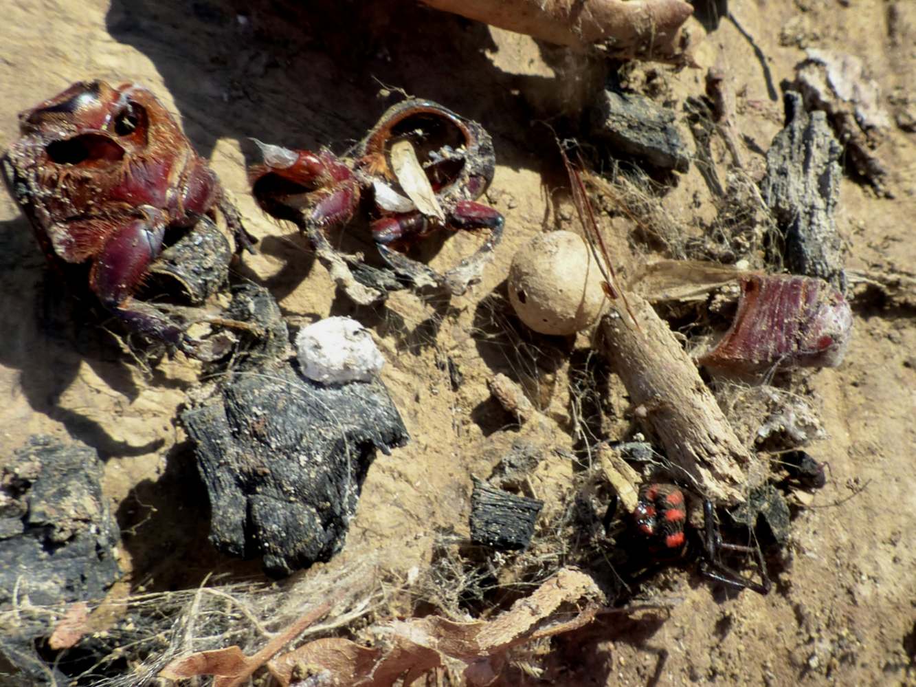 Resti di coleotteri in una tela di Latrodectus tredecimguttatus